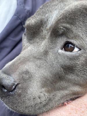 Close-up of a gray dog's face