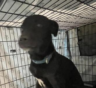 Black Robin, Mixed Breed, adult, available for adoption