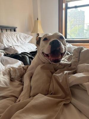 Atreus, Mixed Breed, adult, available for adoption