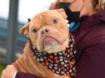 Apple Cider, Mixed Breed, adult, available for adoption