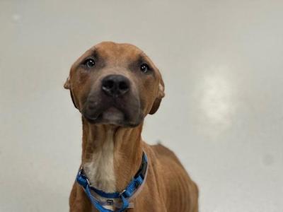 A brown dog with a blue collar looking up at the camera.