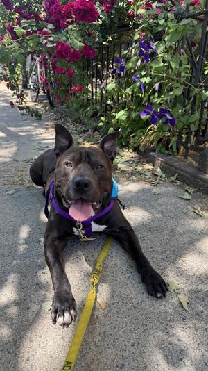 Casentino, Mixed Breed, adult, available for adoption
