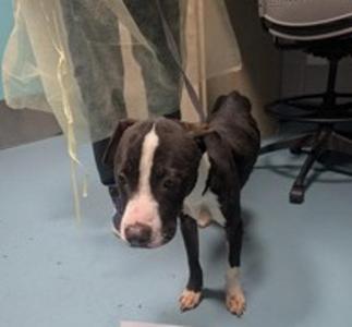 A black and white dog with a white stripe on its face, standing on a blue floor in a room with a chair and a curtain in the background.