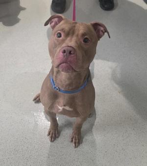 A brown dog with a blue collar sitting on a tiled floor.