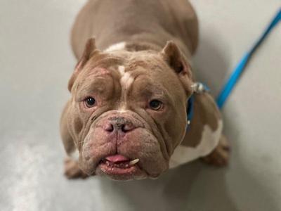 Banana Pudding, Mixed Breed, adult, available for adoption
