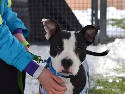 Chai, Mixed Breed, adult, available for adoption