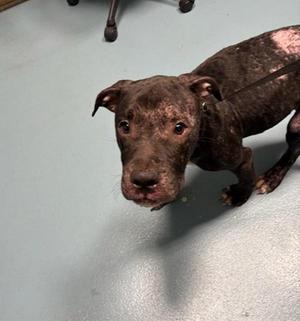 Bishop, Mixed Breed, young, available for adoption