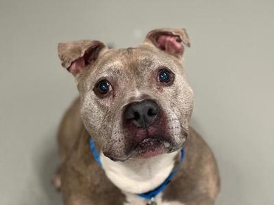 A close-up of a brown and white dog with a blue collar, looking up with large, expressive eyes.