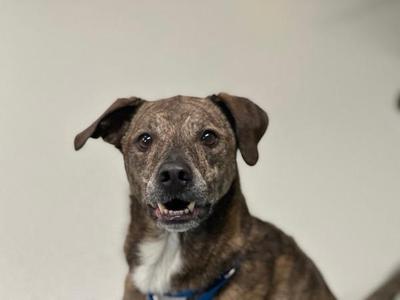 A brindle dog with a white chest and a blue collar, looking directly at the camera with its mouth slightly open.