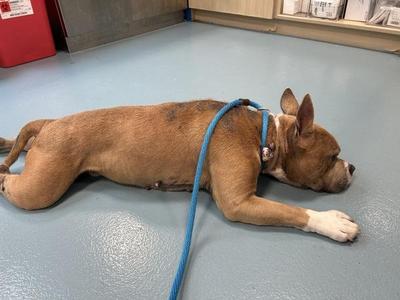 Casper, Mixed Breed, senior, available for adoption