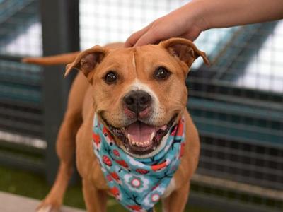 Arlo, Mixed Breed, senior, available for adoption