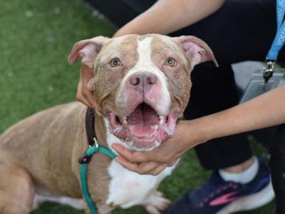 Bello, Mixed Breed, adult, available for adoption