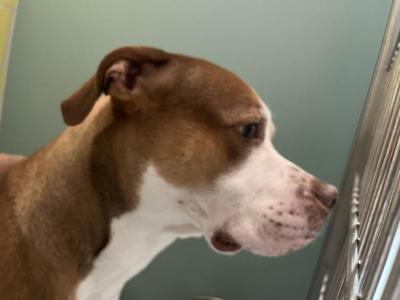 Buster, Mixed Breed, young, available for adoption