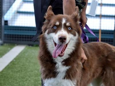 Bulma, Mixed Breed / Siberian Husky, senior, available for adoption