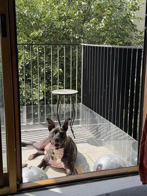 Biggs, Mixed Breed, adult, available for adoption