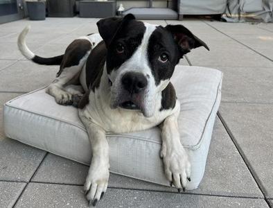 Bell Pepper, Mixed Breed, senior, available for adoption