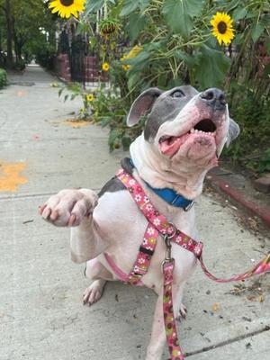 Cedar, Mixed Breed, senior, available for adoption