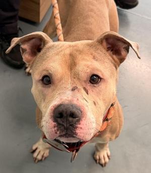 Bear, Mixed Breed, adult, available for adoption