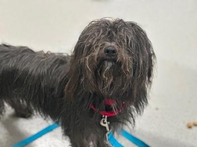 Biscuit, Shih Tzu / Poodle, adult, available for adoption