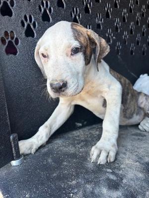 *Ellie, Pit Bull Terrier Mix, puppy, available for adoption
