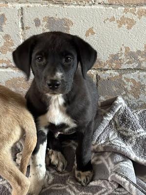 *Boone, Border Collie Mix, puppy, available for adoption
