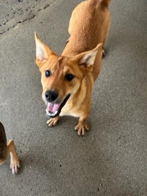 *Cassie, Terrier Mix, young, available for adoption