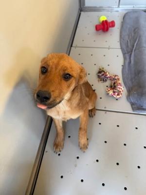 *Cassie, Terrier Mix, puppy, available for adoption