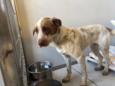 *Blaze, American Red Heeler and German Shorthaired Pointer, young, available for adoption