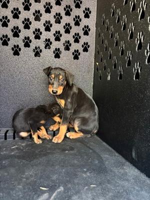 *Calypso, Doberman Pinscher Mix, puppy, available for adoption