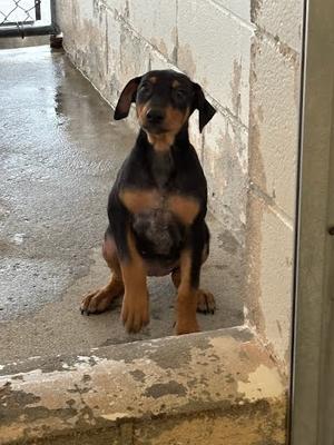 *Calypso, Doberman Pinscher Mix, puppy, available for adoption