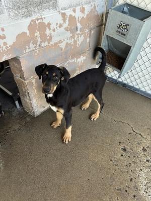 *Ajax, Doberman Pinscher Mix, puppy, available for adoption