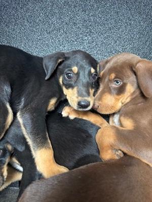 *Ajax, Doberman Pinscher Mix, puppy, available for adoption