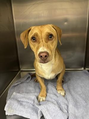 *Bane, Chihuahua - Smooth Coated Mix, young, available for adoption