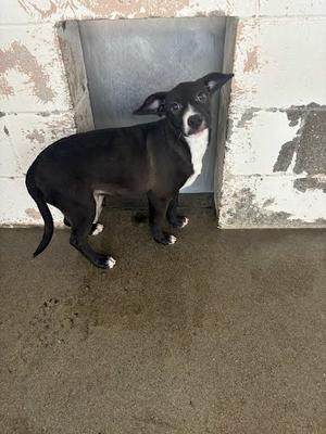 *Evee, German Shepherd Dog Mix, puppy, available for adoption