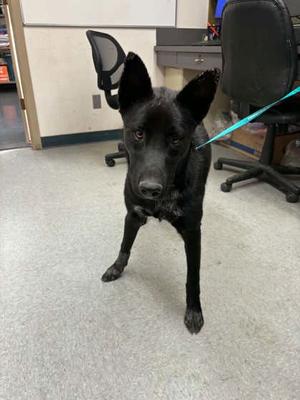 *Draco, German Shepherd Dog Mix, young, available for adoption