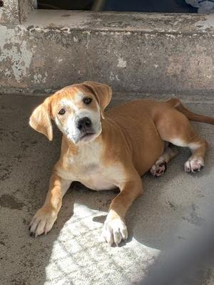 A light brown dog with floppy ears lying on a concrete surface, looking up at the camera.