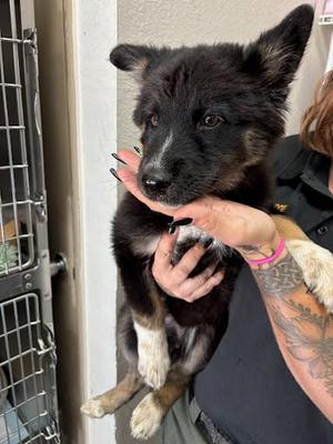 *Deedee, Alaskan Husky and German Shepherd Dog, puppy, available for adoption