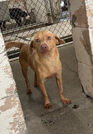 *Marge, Terrier Mix, adult, available for adoption