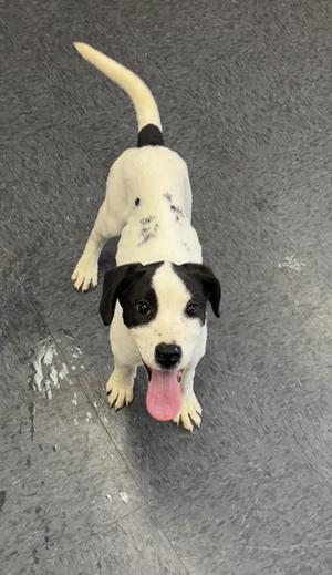*Dozer, Pit Bull Terrier Mix, puppy, available for adoption