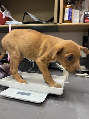 *Elsa, American Red Heeler Mix, puppy, available for adoption