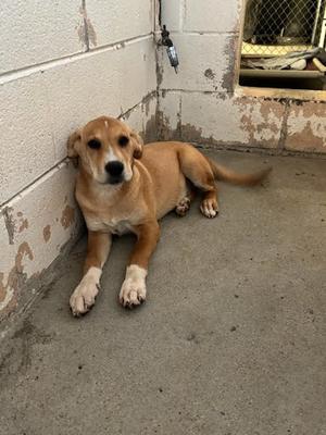 A light brown dog with white paws and a black nose is lying on a concrete floor against a white wall. The dog has floppy ears and is looking directly at the camera. In the background, there is a chain-link fence and a metal gate.