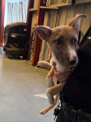 *Dori, Terrier Mix, puppy, available for adoption
