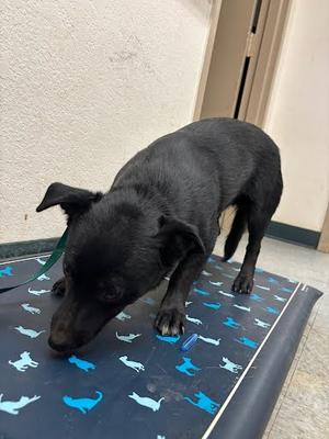 *Dennis, Chihuahua - Smooth Coated Mix, young, available for adoption