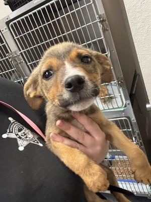 *Axle, German Shepherd Dog Mix, puppy, available for adoption