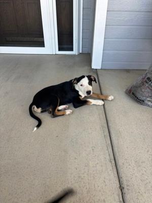 *Banzai, Pit Bull Terrier Mix, puppy, available for adoption