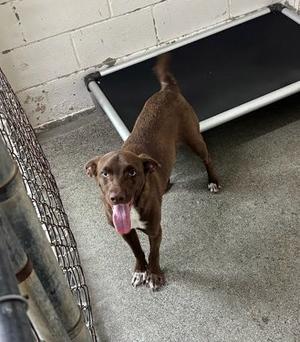 *Acorn, Vizsla Mix, young, available for adoption