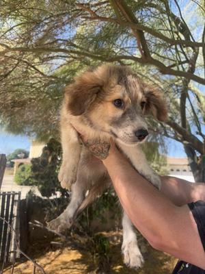 *Baron, Anatolian Shepherd Mix, puppy, available for adoption