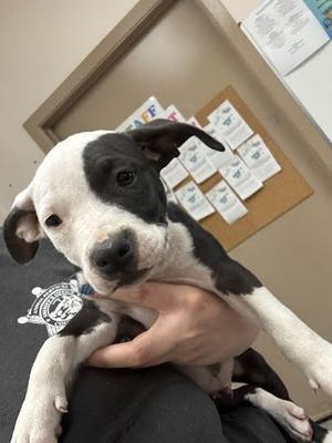 *Apollo, Pit Bull Terrier Mix, puppy, available for adoption