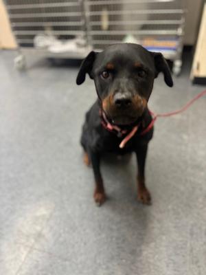 *Cleo, Rottweiler Mix, adult, available for adoption
