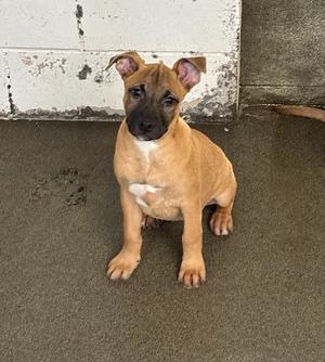 *Gemma, German Shepherd Dog Mix, young, available for adoption